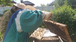 Пчёлы бакфаст, разбираем гнездо в поисках матки, ставим дженторский сот