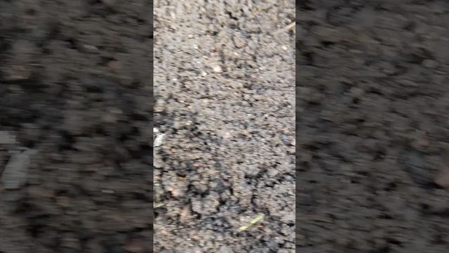 Сегодня «Зелёной даче—настоящий огородный ритуал Сажаем лук и свеклу, чтобы всё взошло как по маслу!
