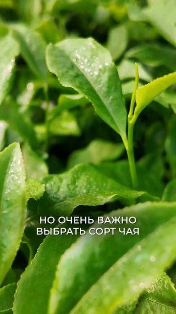 Как ОПРЕДЕЛИТЬ свой полезный напиток? #кофе #чай #здоровье
