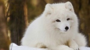 Архипелаг Новая Земля