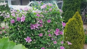 Время КЛЕМАТИСОВ 🌸 Начало цветения на 5.06.2026