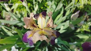 Цветут ирисы. Разная высота цветоноса  и сроки цветения. Успеть запечатлеть эту красоту.