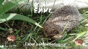 Ёжик пришёл в гости к моей бабушке!!!