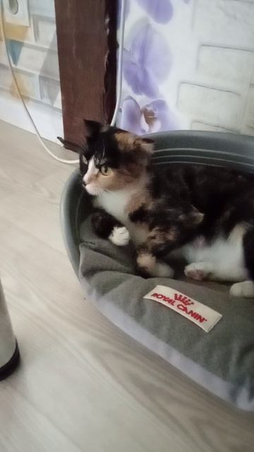каапееееец! Вася говорит