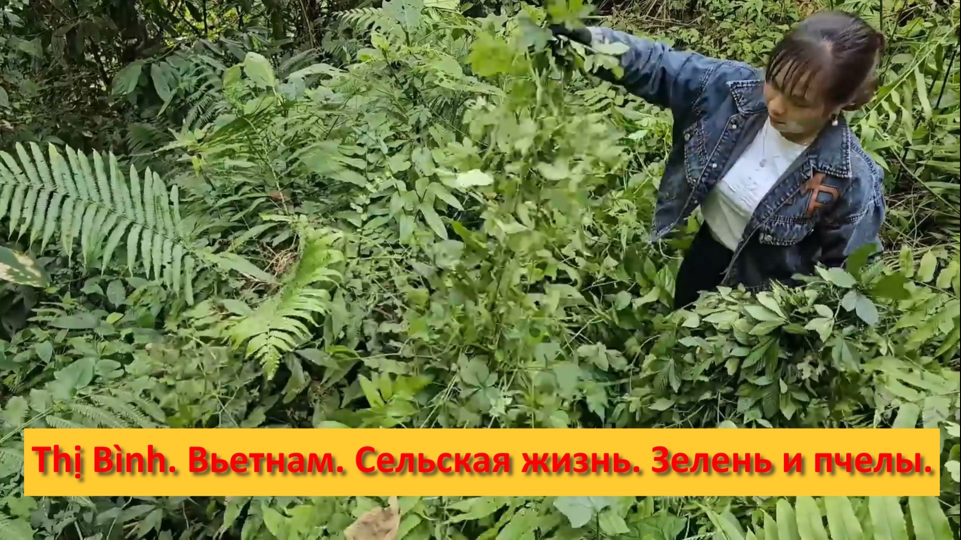 Thị Bình. Вьетнам. Сельская жизнь. Зелень и пчелы. смотреть онлайн
