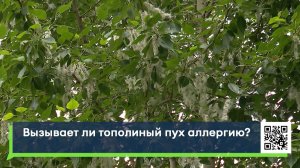Вызывает ли тополиный пух аллергию?