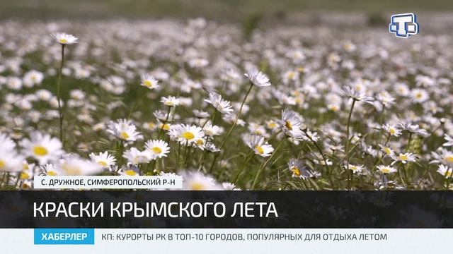 В Крыму сезон цветения маков и ромашек смотреть онлайн