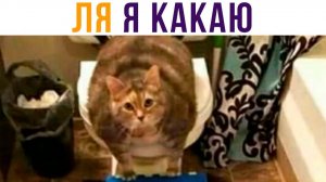 Когда приехал курьер) Приколы