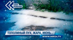 Чем опасен тополиный пух?