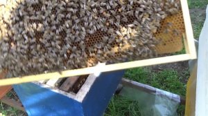 Пасека с одной рамки.  День 44. Смотрим развитие однорамочных отводков