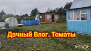 Дачный влог. Высаживаю томаты.