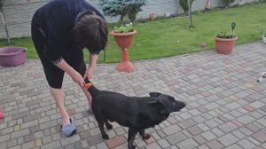 Сытники- Кому нужна 🐕 шерсть.