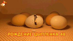 Вылупление цыпленка из яйца в инкубаторе версия 48