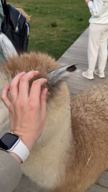 Альпаки