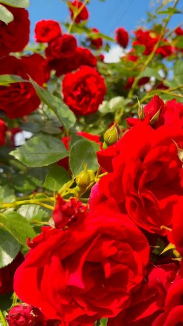 Шикарный розовый куст вырос до огромных размеров 🌹