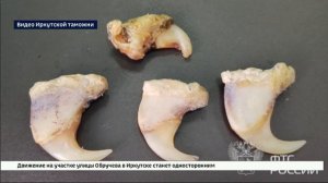 Когти льва обнаружили иркутские таможенники в багаже пассажира рейса в Китай