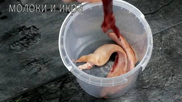 КРУЧЕ КРАСНОЙ РЫБЫ. ТЕПЕРЬ ГОТОВЛЮ ПОСТОЯННО. СЕЛЕДКА ВКУСНЕЕ ЛОСОСЯ! смотреть онлайн