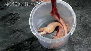 КРУЧЕ КРАСНОЙ РЫБЫ. ТЕПЕРЬ ГОТОВЛЮ ПОСТОЯННО. СЕЛЕДКА ВКУСНЕЕ ЛОСОСЯ!