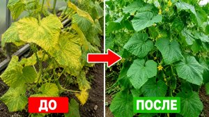 Желтеют листья огурцов! Сделайте так и огурцы позеленеют и заплодоносят тоннами
