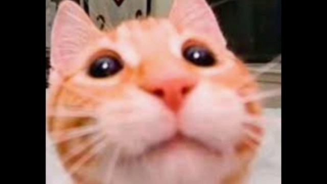 Cats! 1 час смотреть онлайн