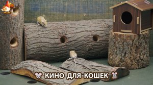 Видео для кошек про крысок развлекать питомцев 🐭🐀😂 (550)