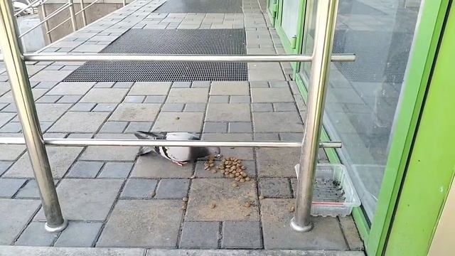 Самый суровый голубь обнаружен в Новороссийске: жительница в шоке