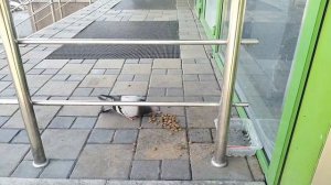 Самый суровый голубь обнаружен в Новороссийске: жительница в шоке