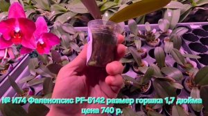 ВАУ ПОСТАВКА. ОБЗОР РАСТЕНИЙ ИЗ ПРЕДЗАКАЗНОГО АЛЬБОМА НА ИЮНЬ. ЧАСТЬ 2.