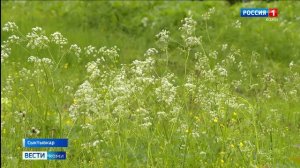 Ученые-биологи Коми ищут способы борьбы с борщевиком