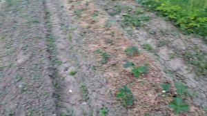 участок у моей Танюшки с Сашей