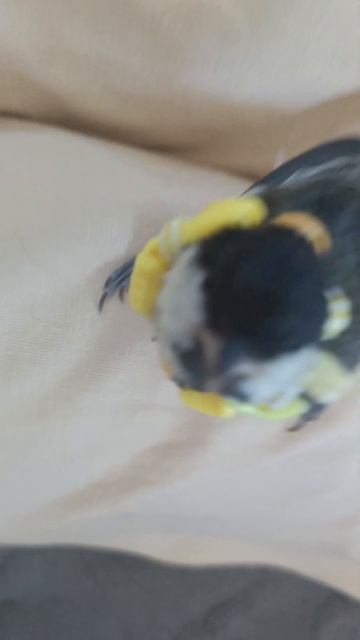 шурик^^ смотреть онлайн
