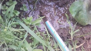 Обзор, полив и размыв компоста в лунке кабачка Желтоплодный