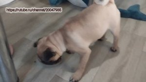 Каким кормом кормить мопса