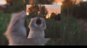 Музыка с летним вайбом~ 1 часть
