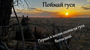 «Поймай гуся». Охота на гуся весной, 2026, часть 1. Весенняя охота на гуся видео