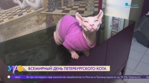 Всемирный день петербургского кота