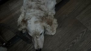 ☆♡♤Вечернаяя прогулка с Зевсом ☆♡♤