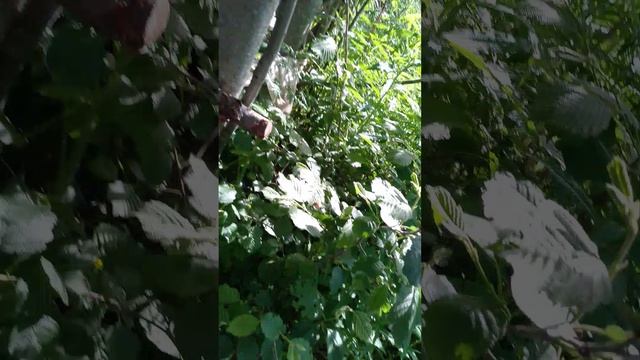 1 часть 99 ночей в лесу смотреть онлайн