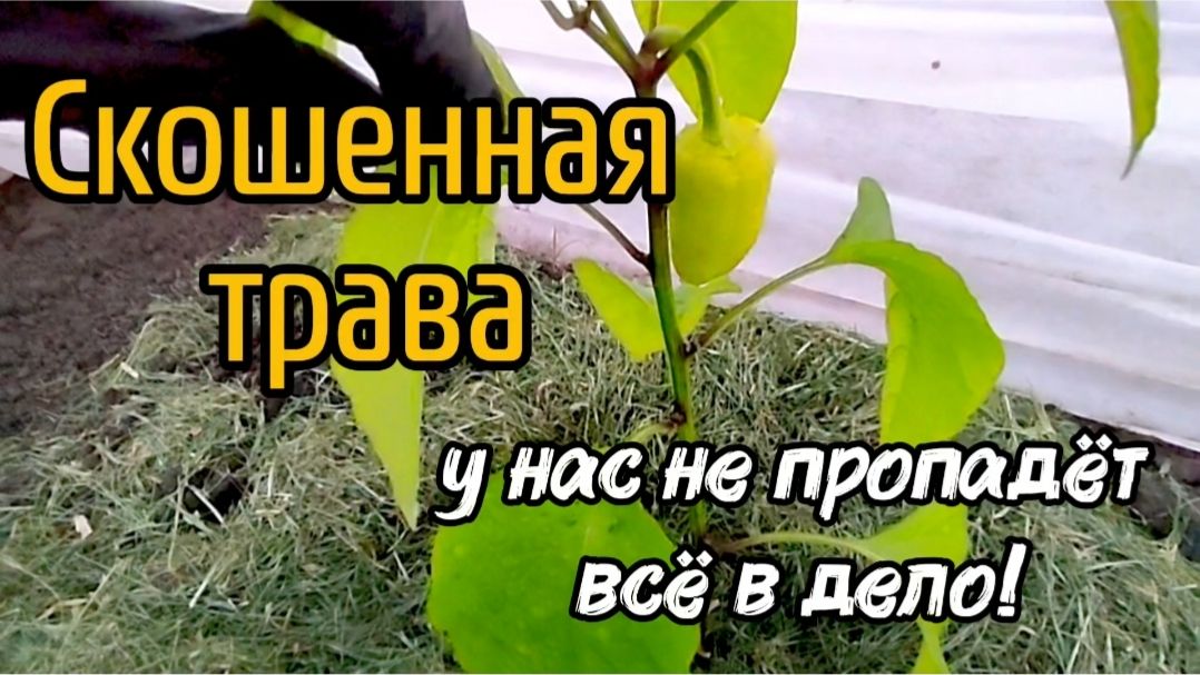 Скошенная трава у нас не пропадёт, всё в дело!
