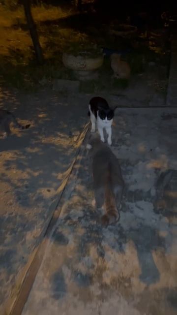 Ночная прогулка Коржика.