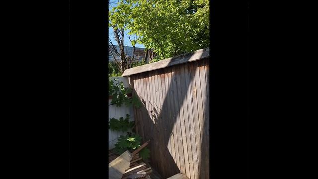 Беспредельная вырубка деревьев в Истринском районе МО 05.06.2026