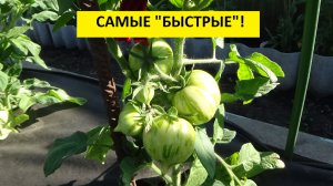 Какие Томатные Гномы первыми завязали плоды? Гном Гендольф №900-4. 3 июня 2026.