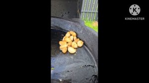 Гречка с тушёнкой !