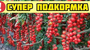 Только после этого средства ТОМАТОВ ЗАВЯЖЕТСЯ В 10 РАЗ БОЛЬШЕ! Супер подкормка!