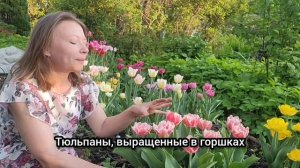 БУКЕТЫ В ГОРШКАХ. КАК УХАЖИВАТЬ ЗА МОБИЛЬНЫМИ КЛУМБАМИ