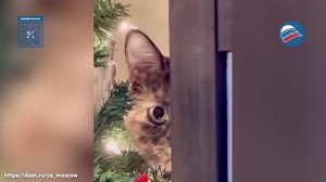 За вами следят: самые забавные моменты кошачьей слежки