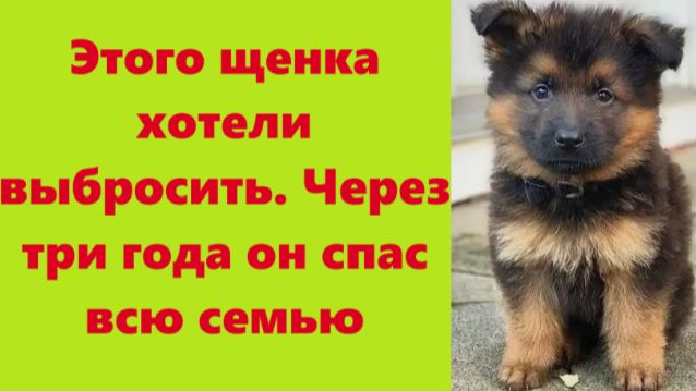 Истории из жизни | Аудио рассказы | Этого щенка хотели выбросить. Через три | Жизненные истории смотреть онлайн
