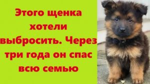 Истории из жизни | Аудио рассказы | Этого щенка хотели выбросить. Через три      | Жизненные истории