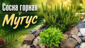 Сосна горная Мугус