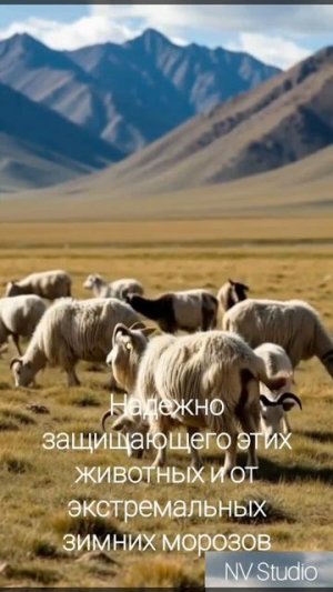 Монгольский трикотаж